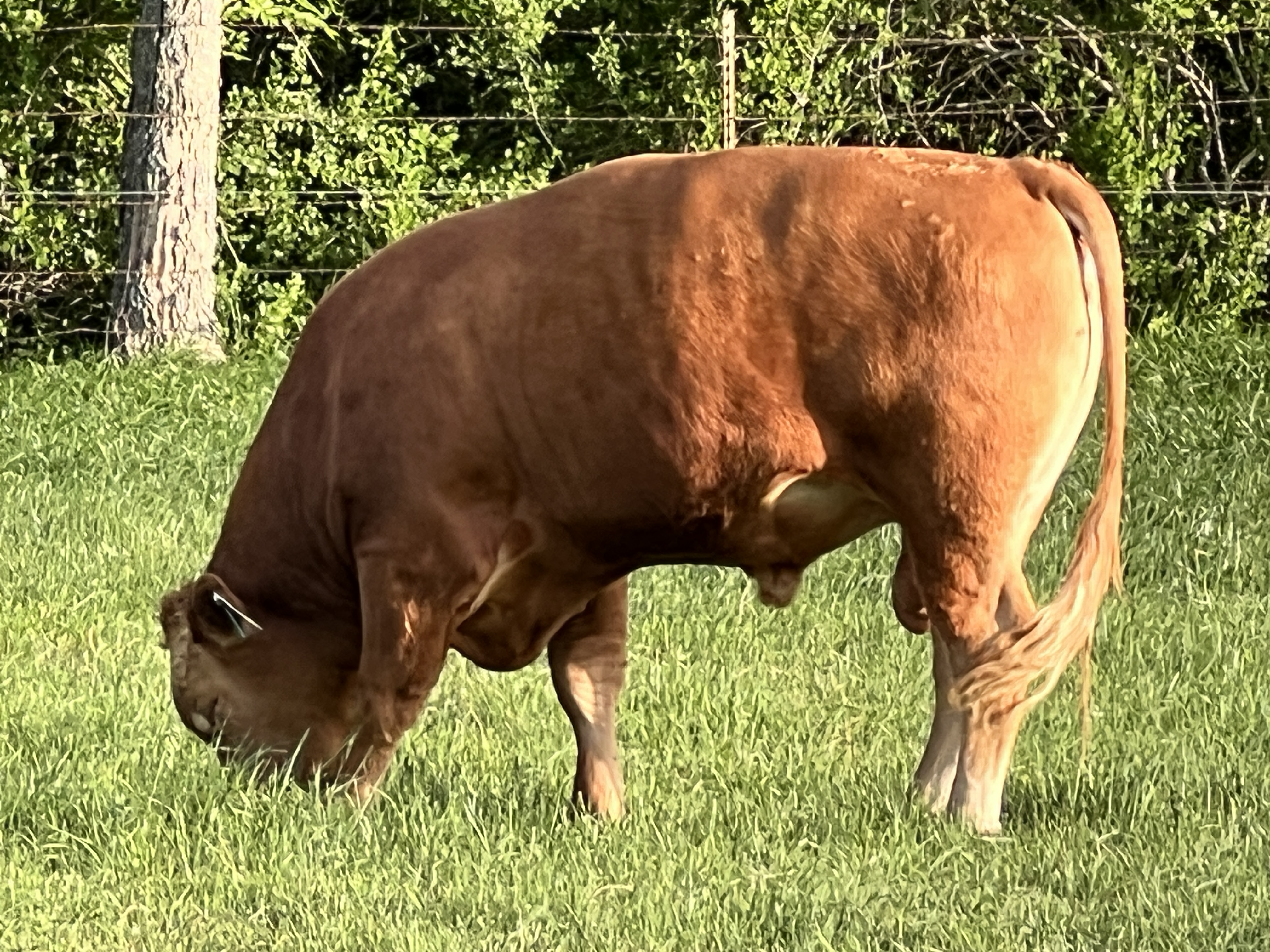 Thunder - Akaushi Bull
