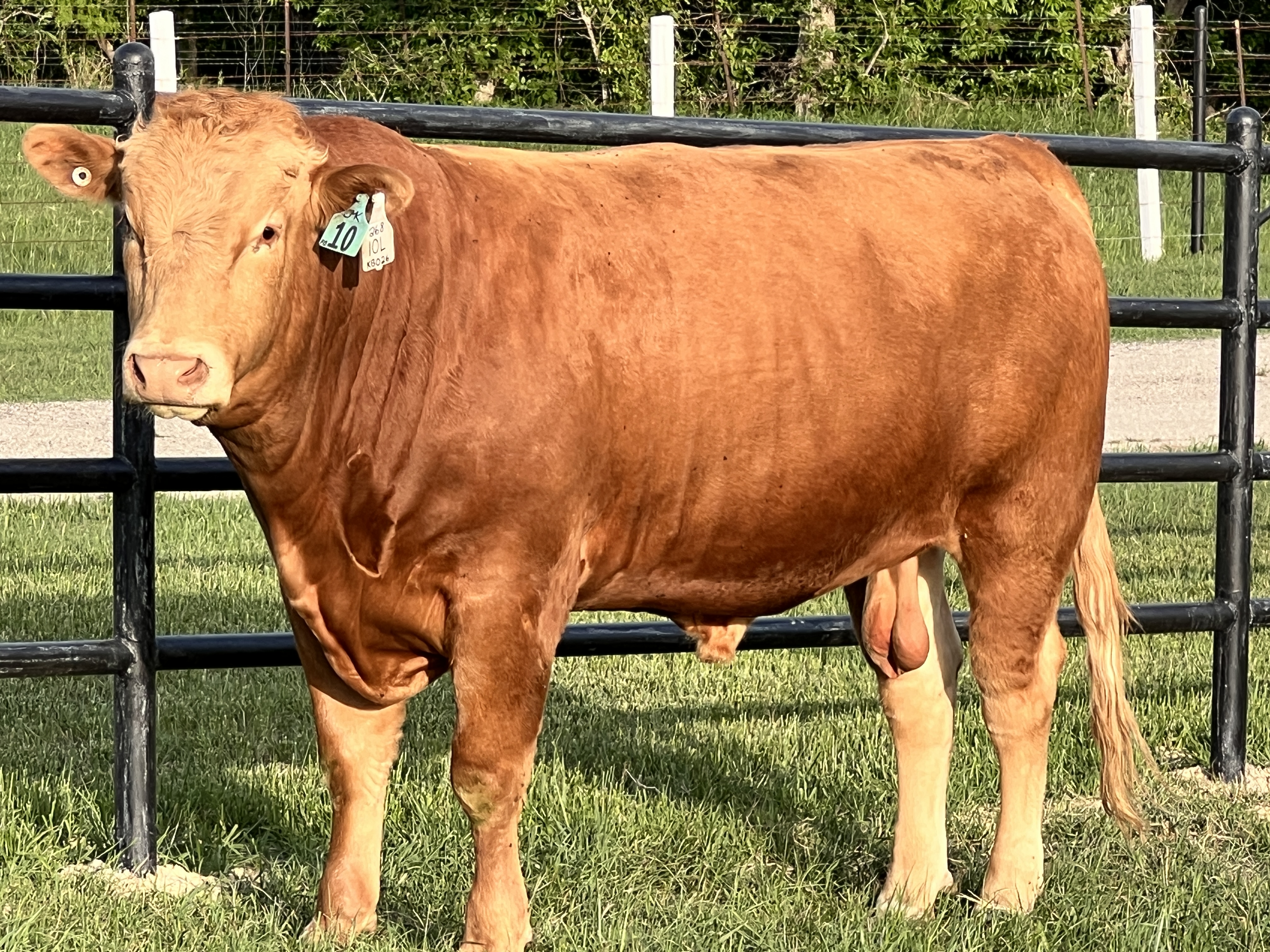 Titan - Akaushi Bull