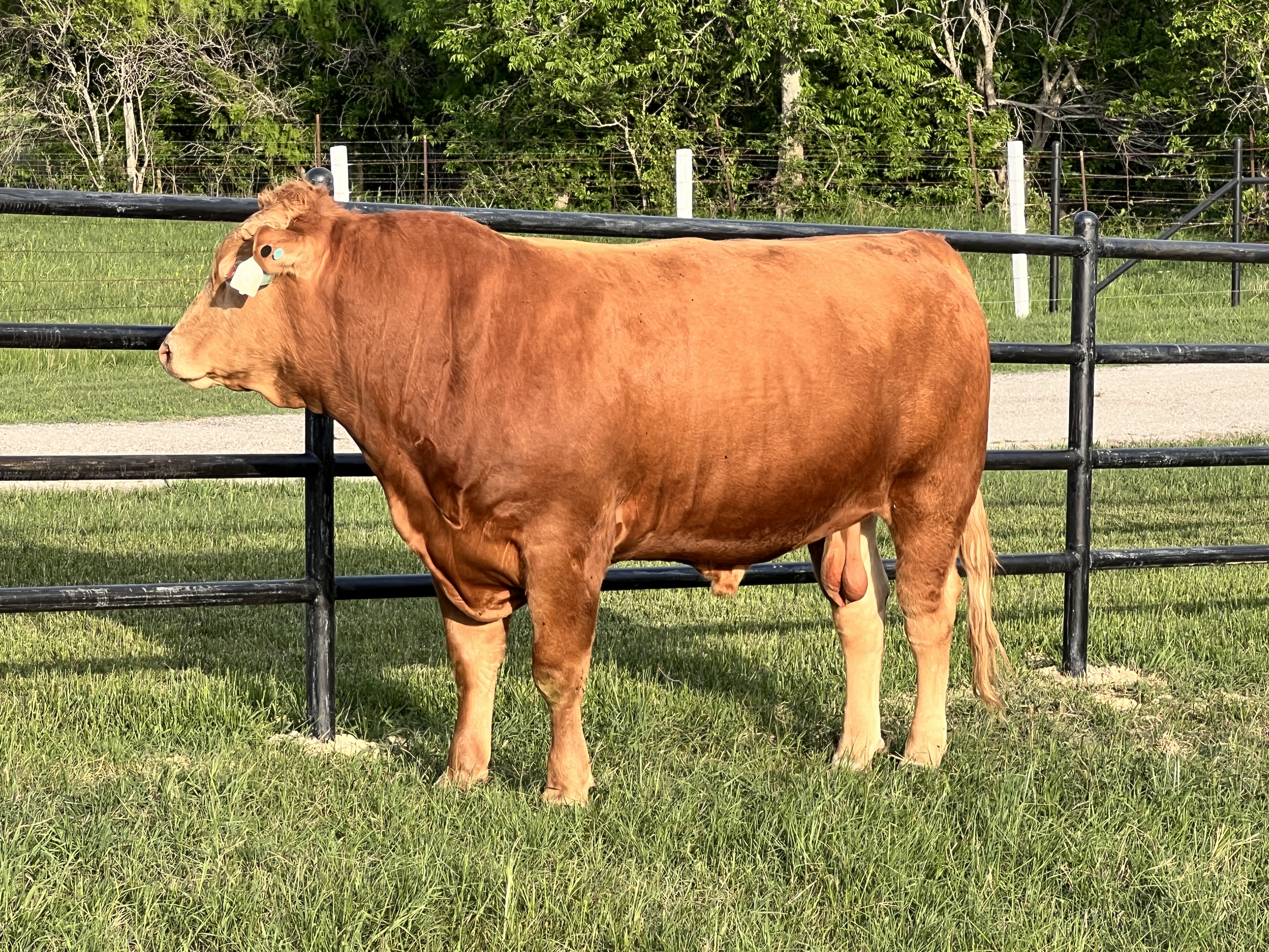 Ranger - Akaushi Bull