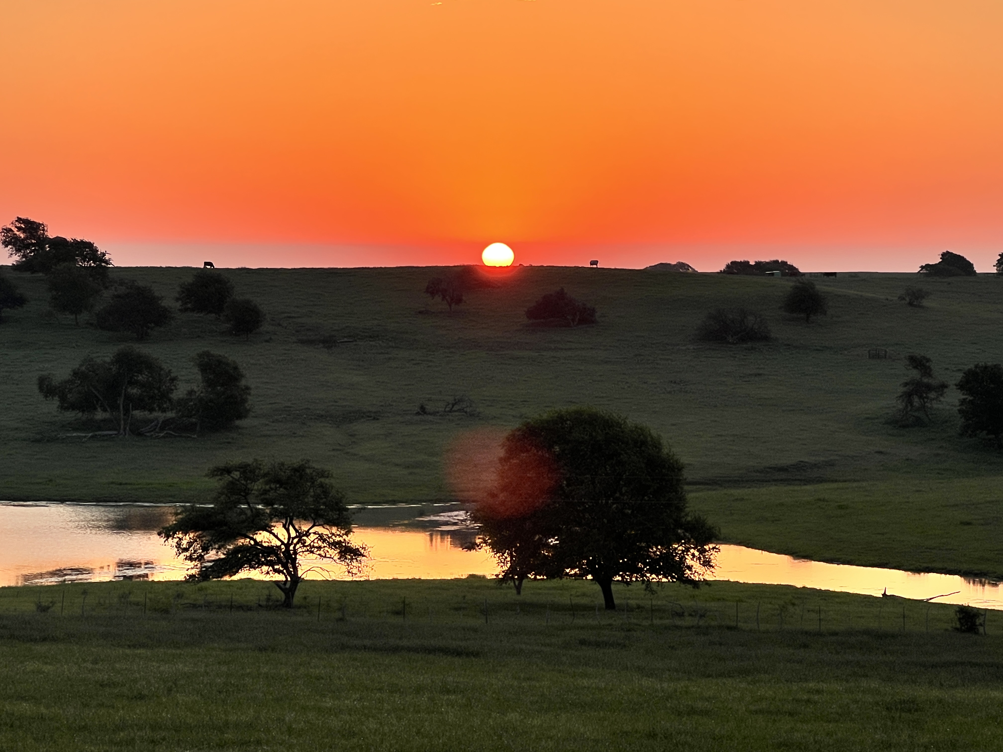 Akaushi cattle grazing at sunrise
